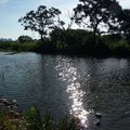鹿角溪濕地 美麗的水生態