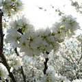 最美的春日時光 - 走過心中的春天 - 2
