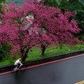 單車雨中春騎 中和烘爐地賞櫻花
