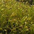 春天鋪上的苔蘚綠毯 - 4