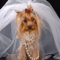 Cute Bride - 1