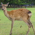 chiachia旅人集 - 2