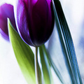花間集 - 3