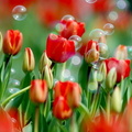 花間集 - 2