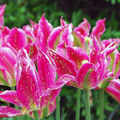 花間集 - 1