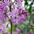 花間集 - 2