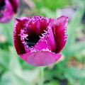 花間集 - 3