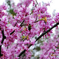 花間集 - 4