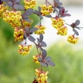 花間集 - 3