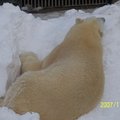 幸福的北極熊