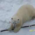 幸福的北極熊1
