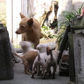 五叔的狗, 上個月生了五隻小狗, 牠很瘦, 沒想到能生, 還能養胖五隻小傢伙, 真是不可思議.