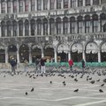 聖馬可廣場(Piazza San Marco) 之鴿