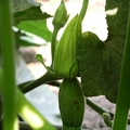 冰箱有顆已切了的金瓜應該是這株貢獻的  花正開了幾朵  這朵是花連果