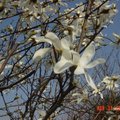 家花 - 07 Magnolia 木蘭花