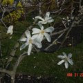 家花 - 08 Magnolia 木蘭花
