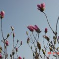 家花 - 09 Magnolia 木蘭花