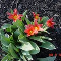家花 - 10 Tulip 鬱金香