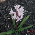 家花 - 12 Hyacinth  風信子