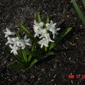 家花 - 13  Hyacinth  風信子