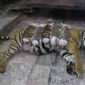 Tiger and piglets - 2