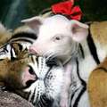 Tiger and piglets - 3
