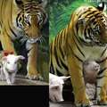 Tiger and piglets - 4