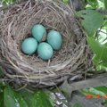 有著孔雀藍的知更鳥蛋,約1.5公分大小.  只要在後院看到知更鳥,就知道春天來了!  知更鳥喜歡在樹枝間,或樹叢,花叢中築巢. 每次約下4個鳥蛋,在孵蛋過程中是非常艱辛需防範其他鳥的啄食鳥蛋.