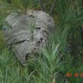 Bald-faced hornet nest-2
