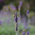 花草筆記 - 1