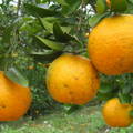 2011/11/26(六)大湖鄉南湖派出所附近,有機果園採橘子.