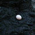 一顆蛋落在樹下，而且是下雨過後，看來已沒了生命。