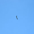 20110717，一隻毛蟲掛在空中