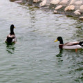 池中兩隻綠頭鴨。