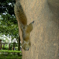 動作俐落的松鼠最喜歡向遊客覓食