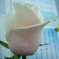 教室的花