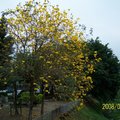 河濱公園三月的黃風鈴木
