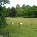 國王學院外草地上悠閒的牛兒們