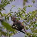 棲蘭瀰猴