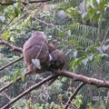 棲蘭瀰猴母子