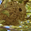 湖南國小虎頭蜂窩--黃腰虎頭蜂或黃腳虎頭蜂