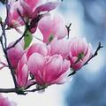 magnolia玉蘭花