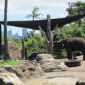 2011雪梨動物園 - 1