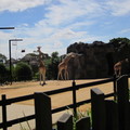 2011雪梨動物園 - 1