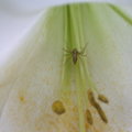 六龜美崙山莊--百合花裡的蜘蛛