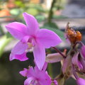 六龜美崙山莊--有著小蟲交配的蘭花