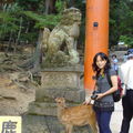 在奈良的鹿公園