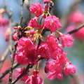 美春天，貓空的杏花林杏花盛開，花期一個月，紅的、粉紅的、白的，美不勝收。