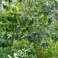 苗栗大湖的艷陽農場 - 咖啡樹長這樣喔!