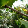 苗栗大湖的艷陽農場 - 咖啡樹的花謝了，讓人引領期盼咖啡豆的長成